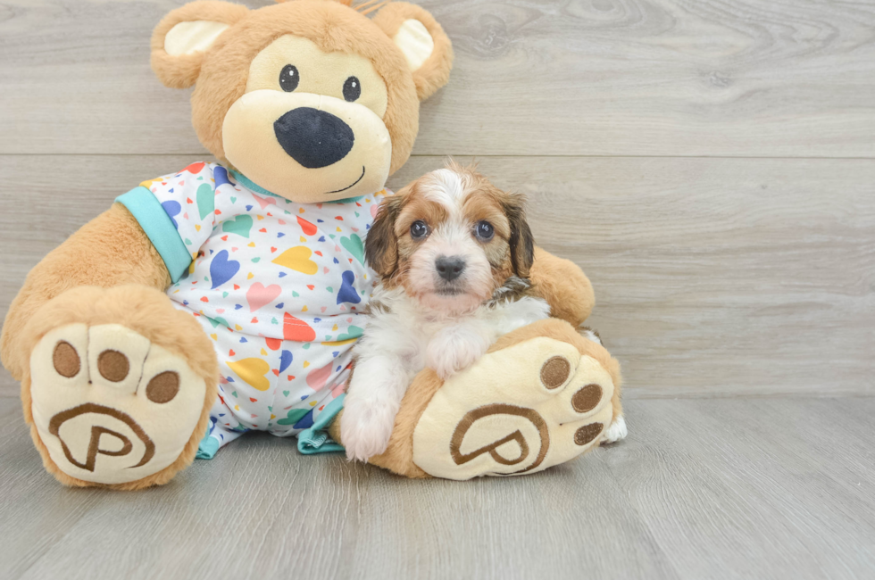 7 week old Cavachon Puppy For Sale - Lone Star Pups