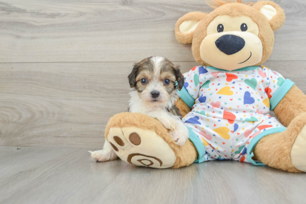 Cavachon Pup Being Cute