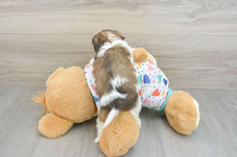 Playful Cavalier Bichon Designer Puppy