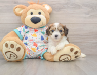7 week old Cavachon Puppy For Sale - Lone Star Pups
