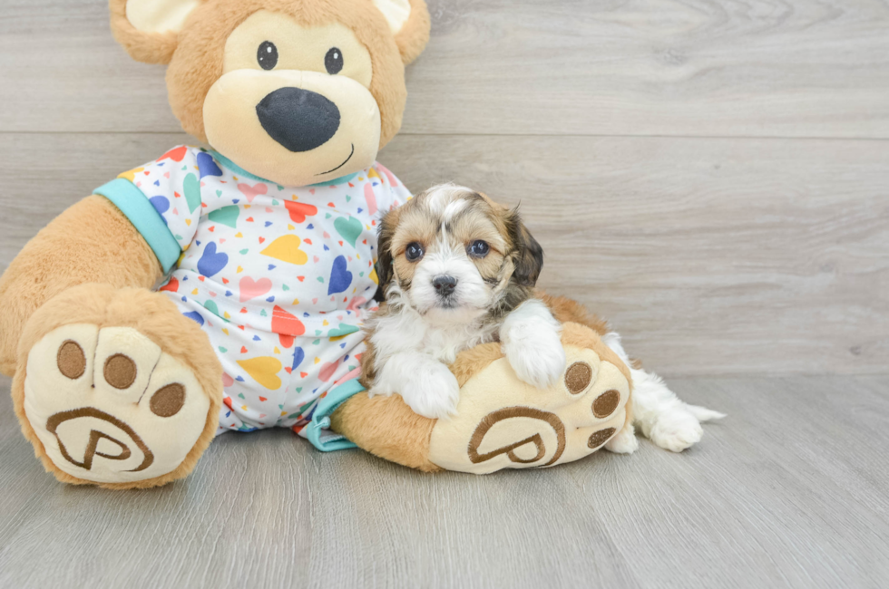 6 week old Cavachon Puppy For Sale - Lone Star Pups