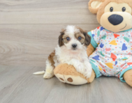 5 week old Cavachon Puppy For Sale - Lone Star Pups