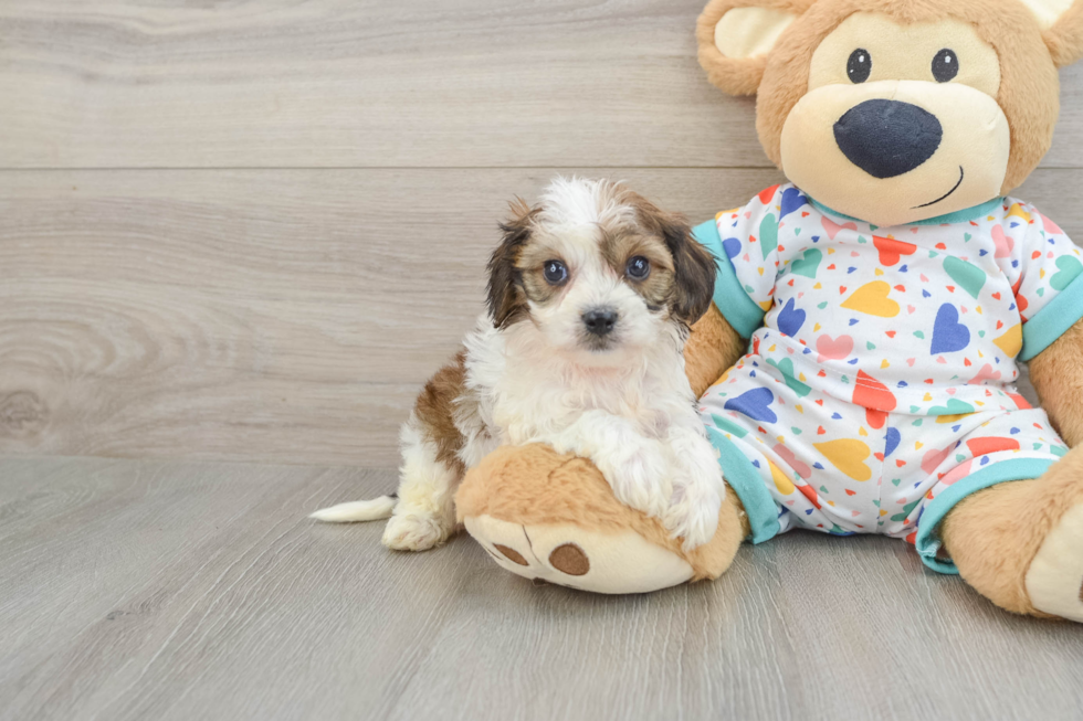 Playful Cavalier Bichon Designer Puppy