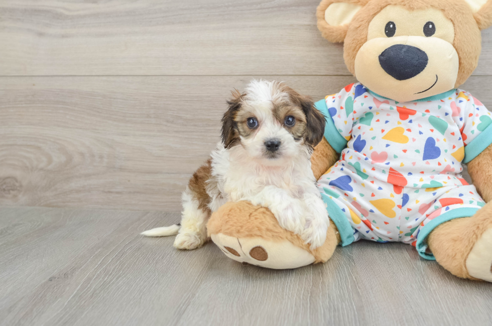 5 week old Cavachon Puppy For Sale - Lone Star Pups