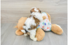Best Cavachon Baby