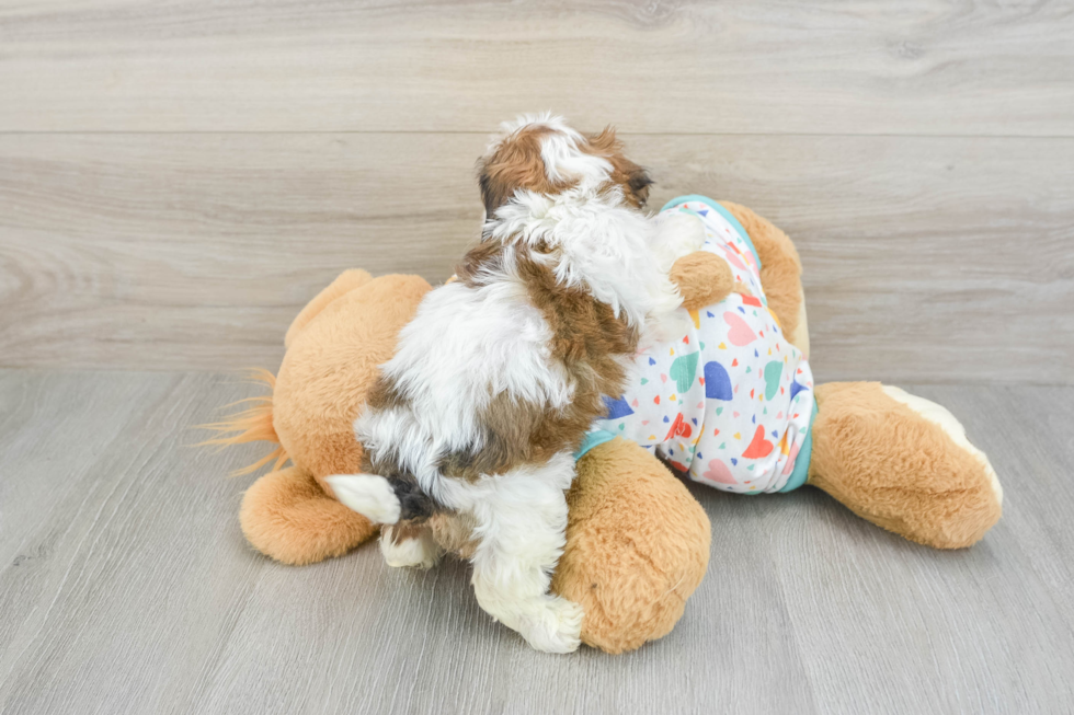 Best Cavachon Baby