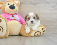 5 week old Cavachon Puppy For Sale - Lone Star Pups