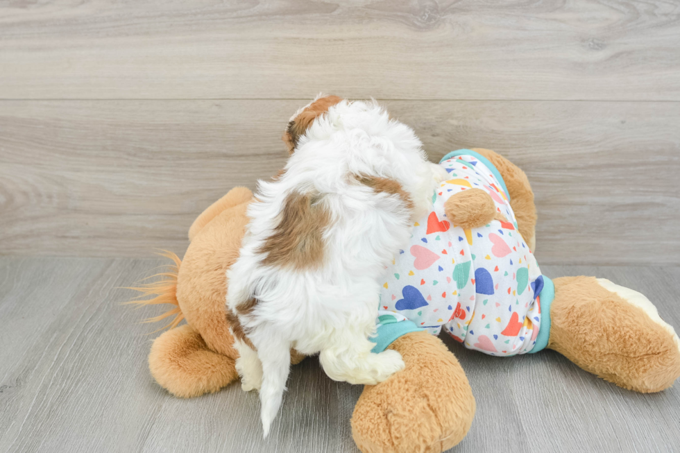 Cavachon Puppy for Adoption