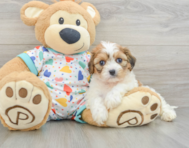 5 week old Cavachon Puppy For Sale - Lone Star Pups