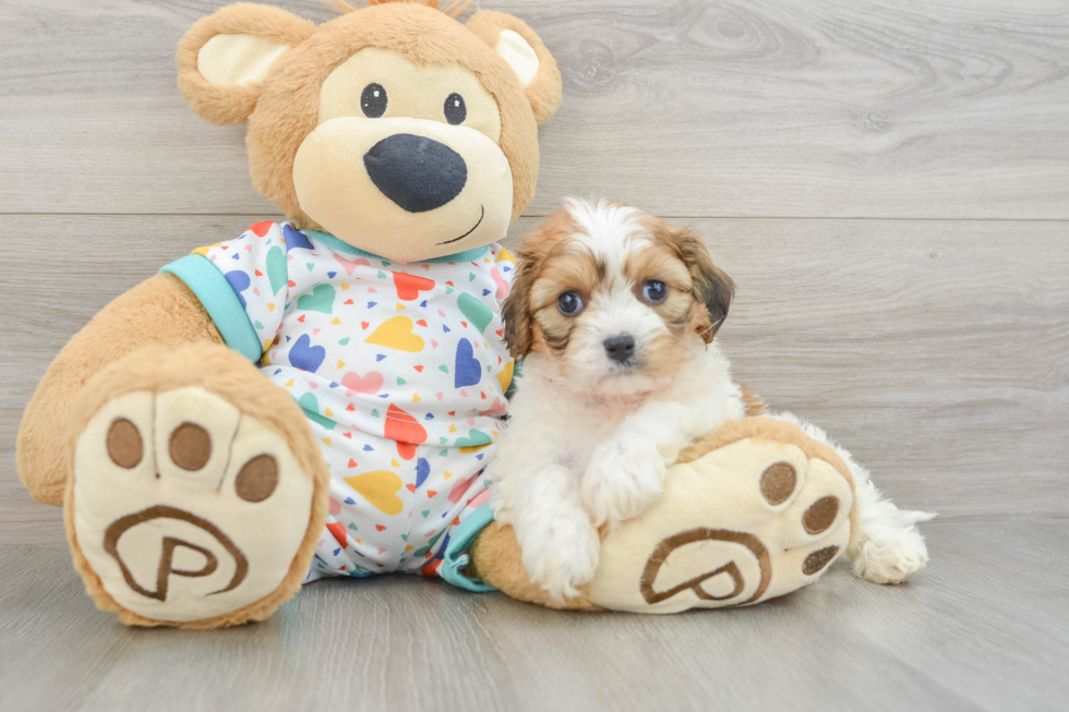 Cavachon Pup Being Cute