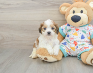 5 week old Cavachon Puppy For Sale - Lone Star Pups