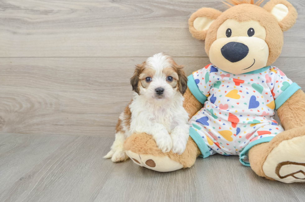 5 week old Cavachon Puppy For Sale - Lone Star Pups