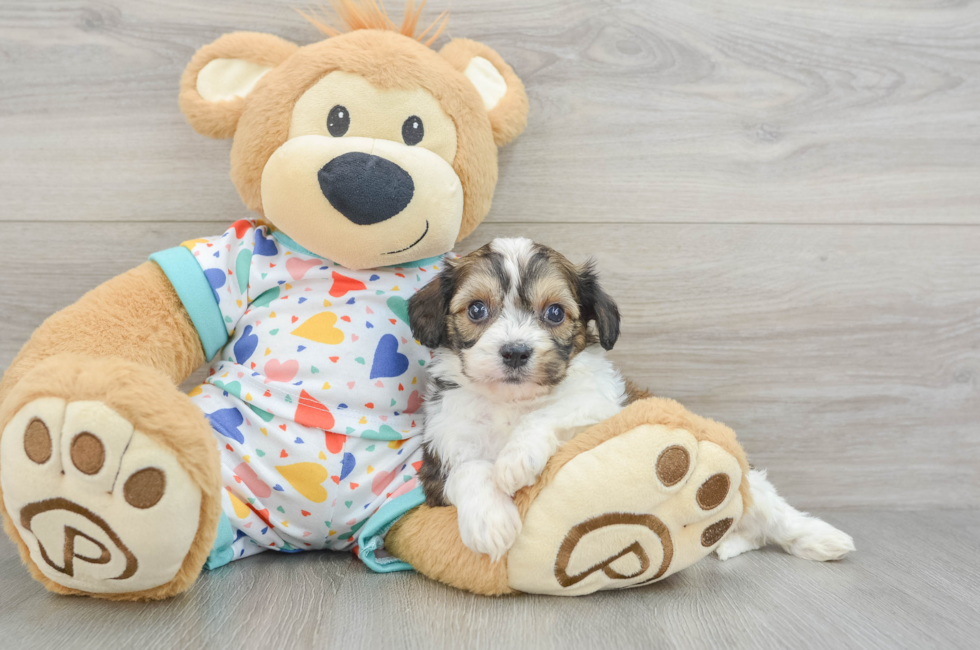 6 week old Cavachon Puppy For Sale - Lone Star Pups