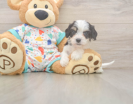5 week old Cavachon Puppy For Sale - Lone Star Pups