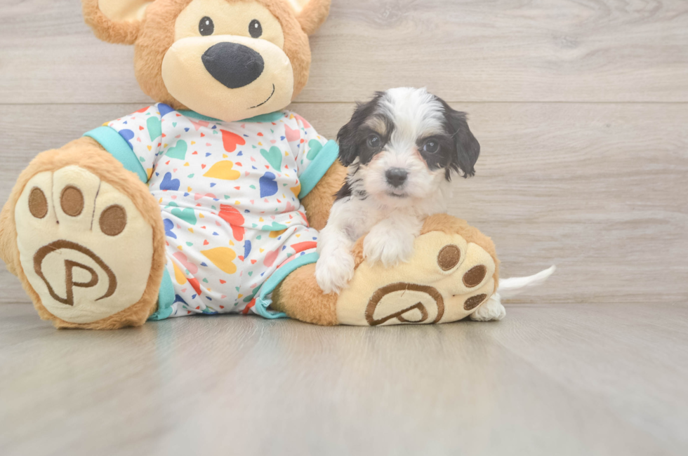 6 week old Cavachon Puppy For Sale - Lone Star Pups