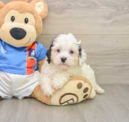 6 week old Cavachon Puppy For Sale - Lone Star Pups