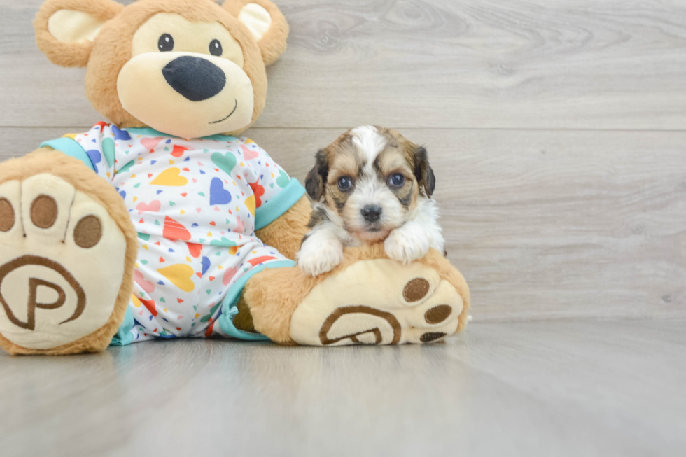 Best Cavachon Baby