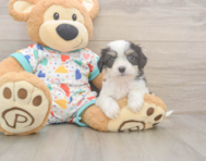 5 week old Cavachon Puppy For Sale - Lone Star Pups