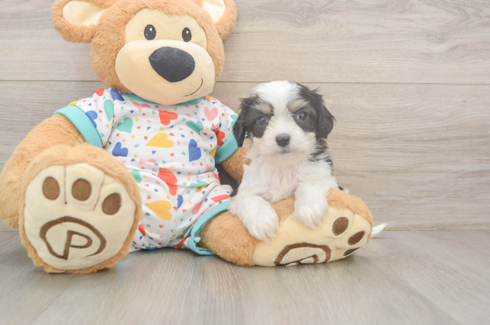 6 week old Cavachon Puppy For Sale - Lone Star Pups