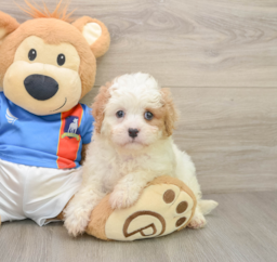 6 week old Cavachon Puppy For Sale - Lone Star Pups
