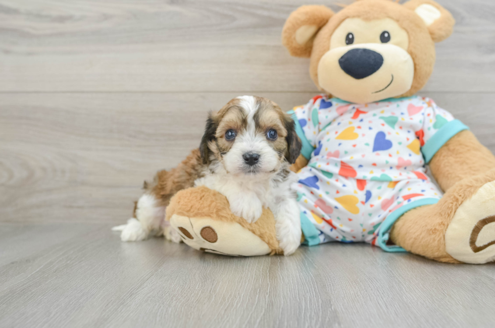 6 week old Cavachon Puppy For Sale - Lone Star Pups