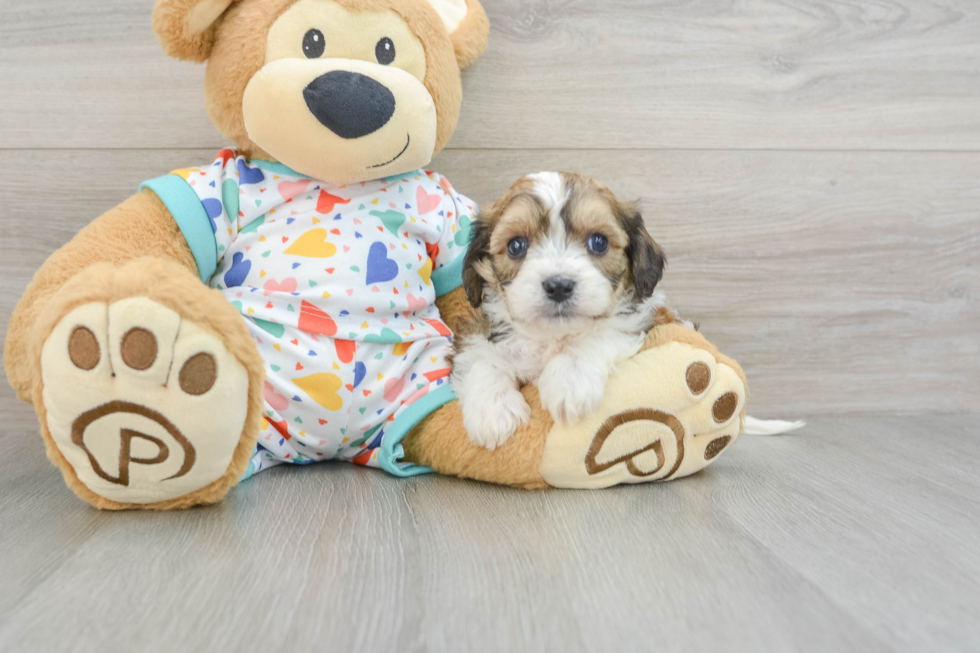 Cavachon Puppy for Adoption