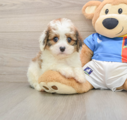 6 week old Cavachon Puppy For Sale - Lone Star Pups