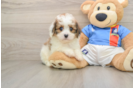 Little Cavalier Bichon Designer Puppy