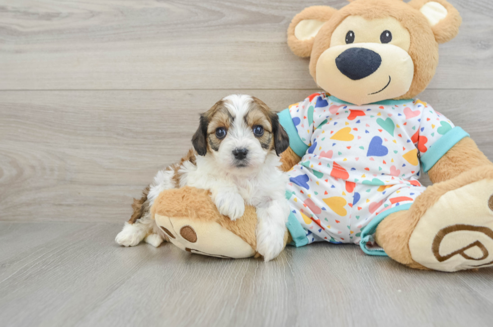 6 week old Cavachon Puppy For Sale - Lone Star Pups