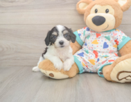 6 week old Cavachon Puppy For Sale - Lone Star Pups