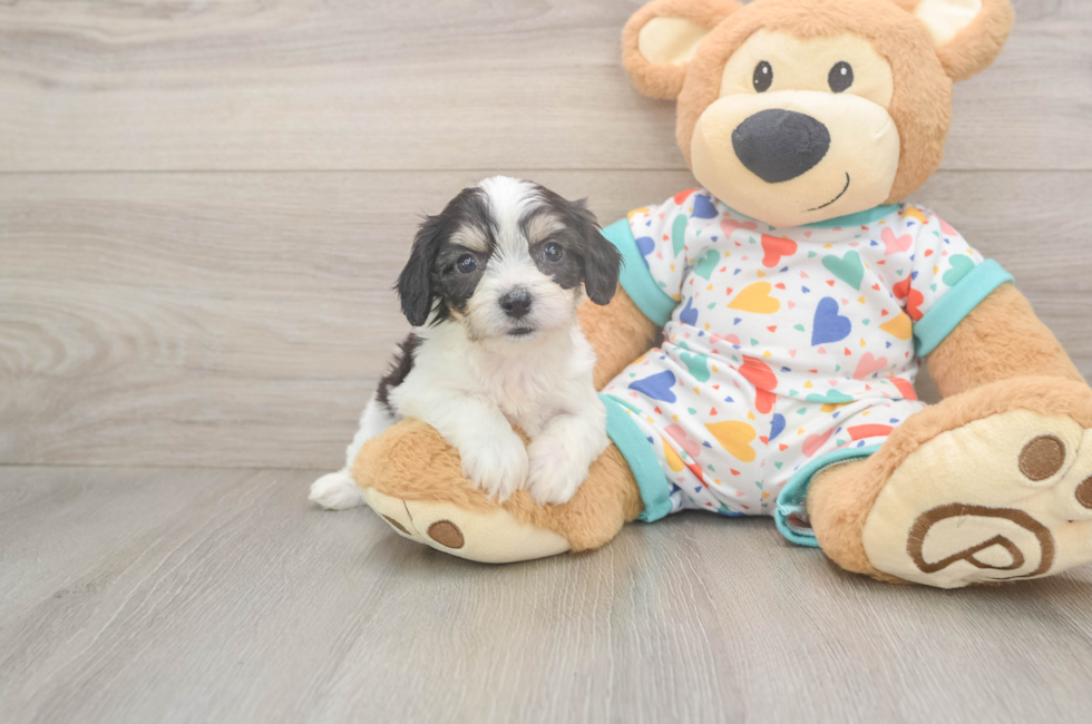 6 week old Cavachon Puppy For Sale - Lone Star Pups