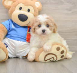 6 week old Cavachon Puppy For Sale - Lone Star Pups