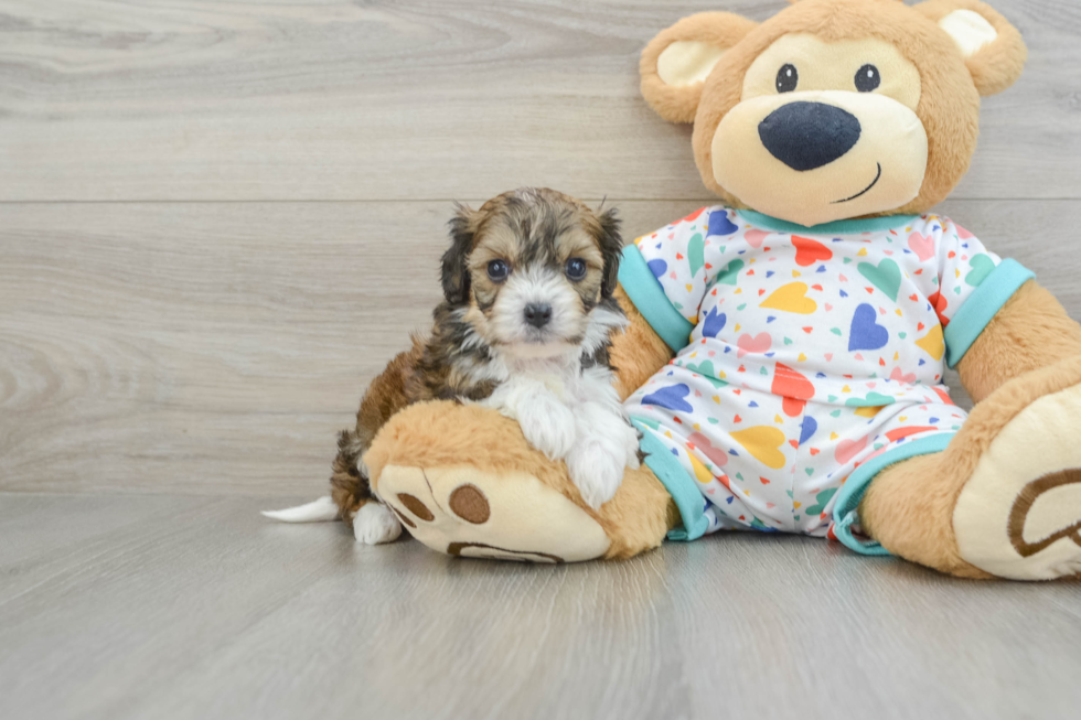 Cute Cavachon Baby