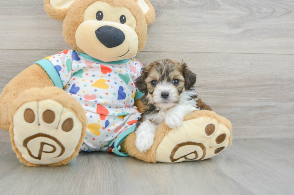 8 week old Cavachon Puppy For Sale - Lone Star Pups