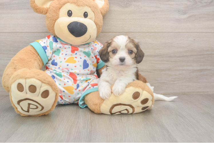 Cavachon Puppy for Adoption