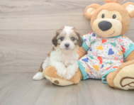 6 week old Cavachon Puppy For Sale - Lone Star Pups