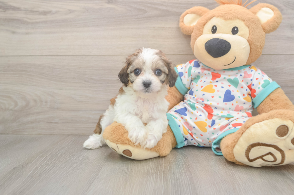 6 week old Cavachon Puppy For Sale - Lone Star Pups
