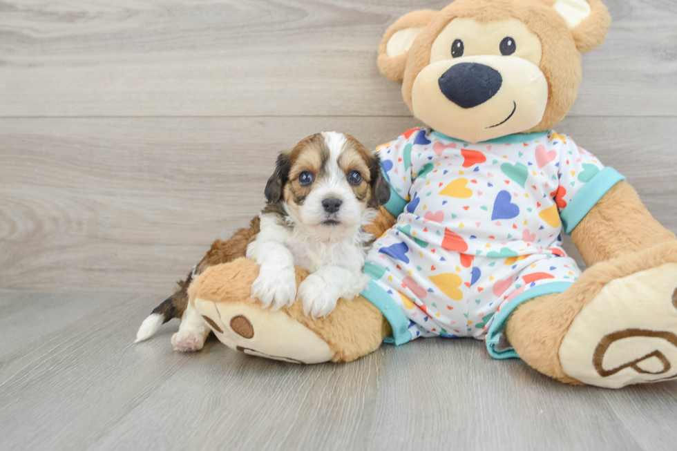 Cavachon Puppy for Adoption