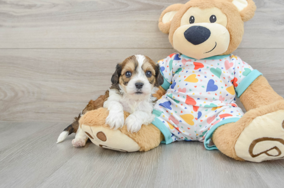 5 week old Cavachon Puppy For Sale - Lone Star Pups