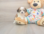 6 week old Cavachon Puppy For Sale - Lone Star Pups