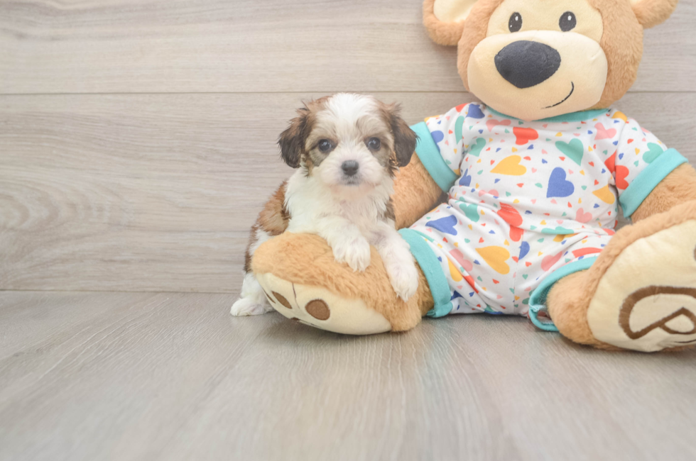 6 week old Cavachon Puppy For Sale - Lone Star Pups