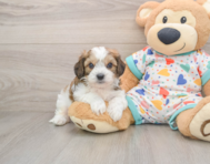 5 week old Cavachon Puppy For Sale - Lone Star Pups