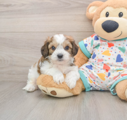7 week old Cavachon Puppy For Sale - Lone Star Pups