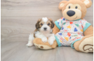 Little Cavalier Bichon Designer Puppy