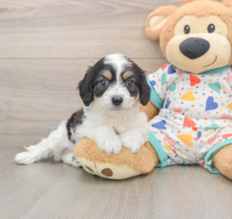 6 week old Cavachon Puppy For Sale - Lone Star Pups