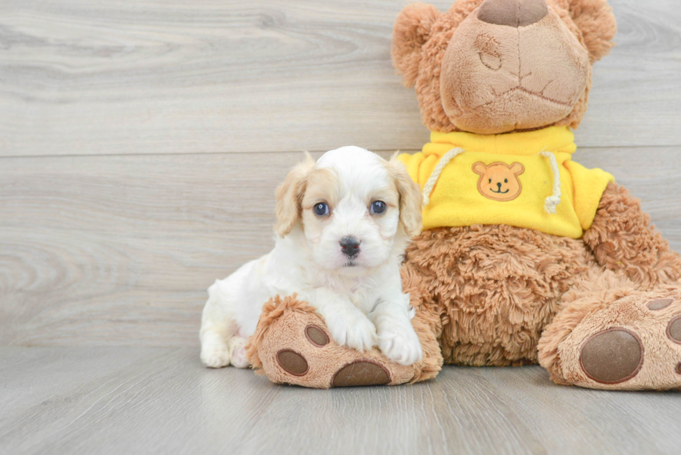 Popular Cavachon Designer Pup