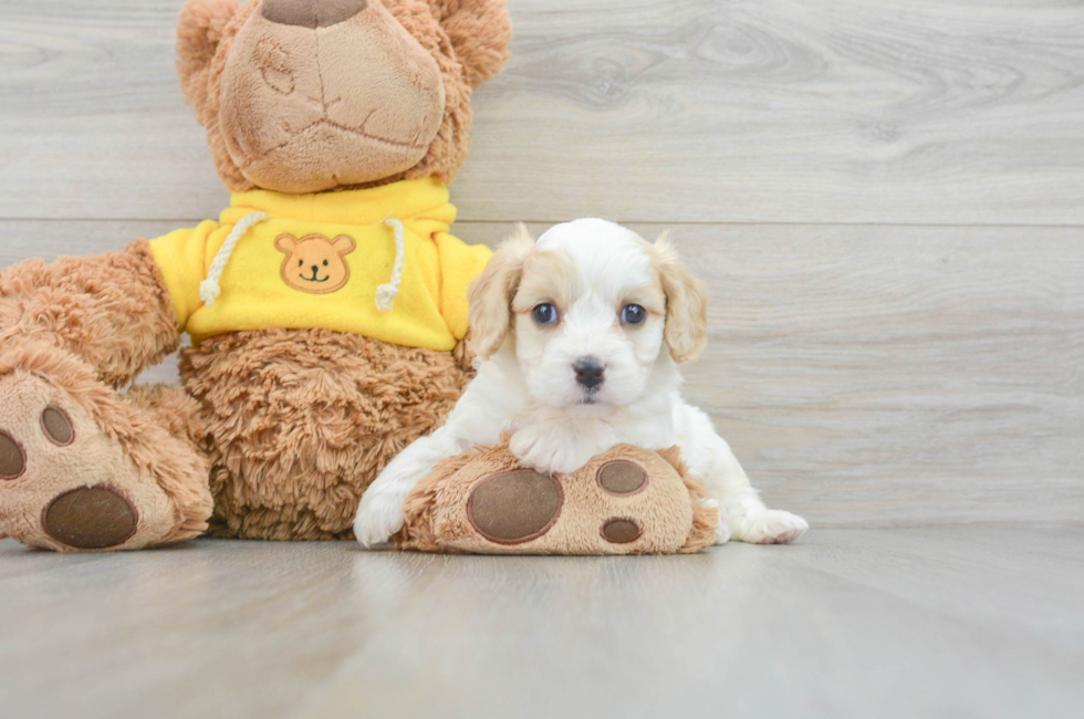 5 week old Cavachon Puppy For Sale - Lone Star Pups