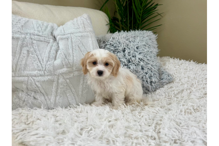Cute Cavalier Designer Puppy
