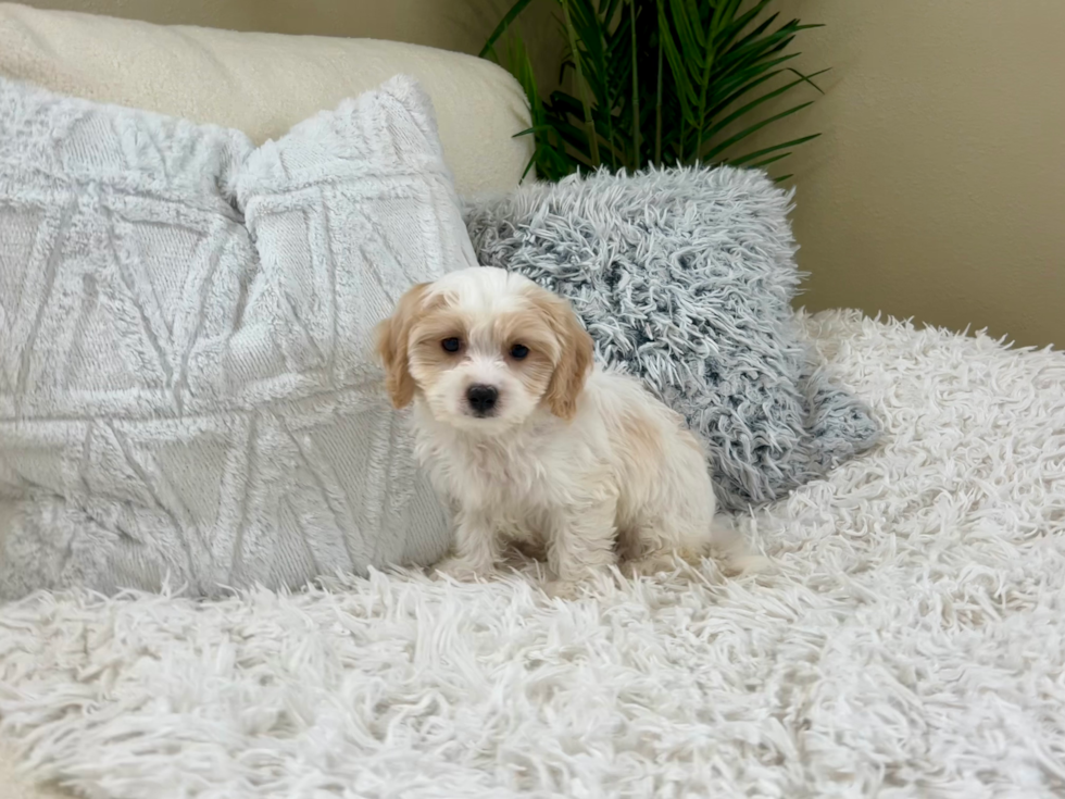 Cute Cavalier Designer Puppy