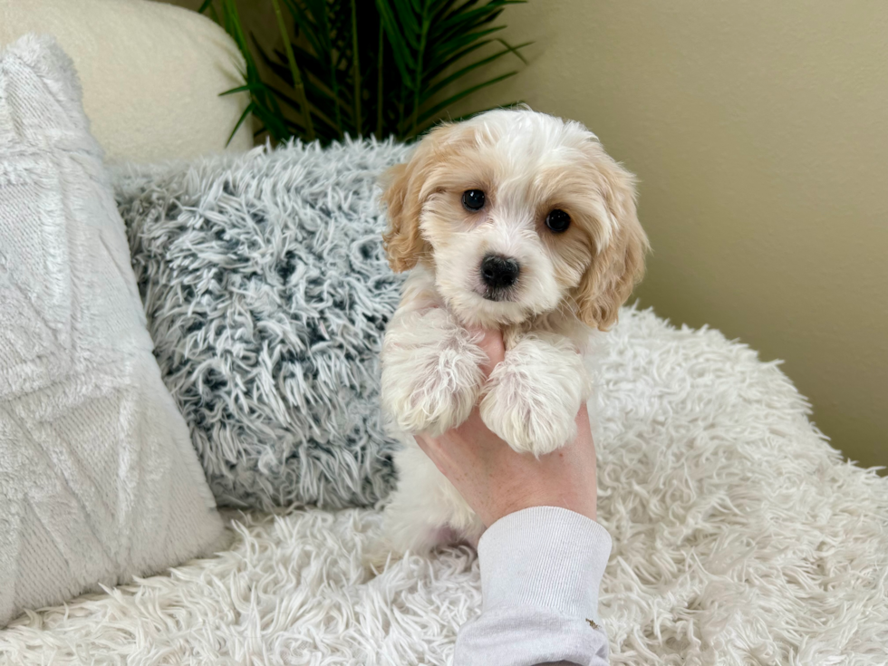 Cavachon Pup Being Cute